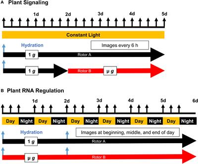 Conserved plant transcriptional responses to microgravity from two consecutive spaceflight experiments